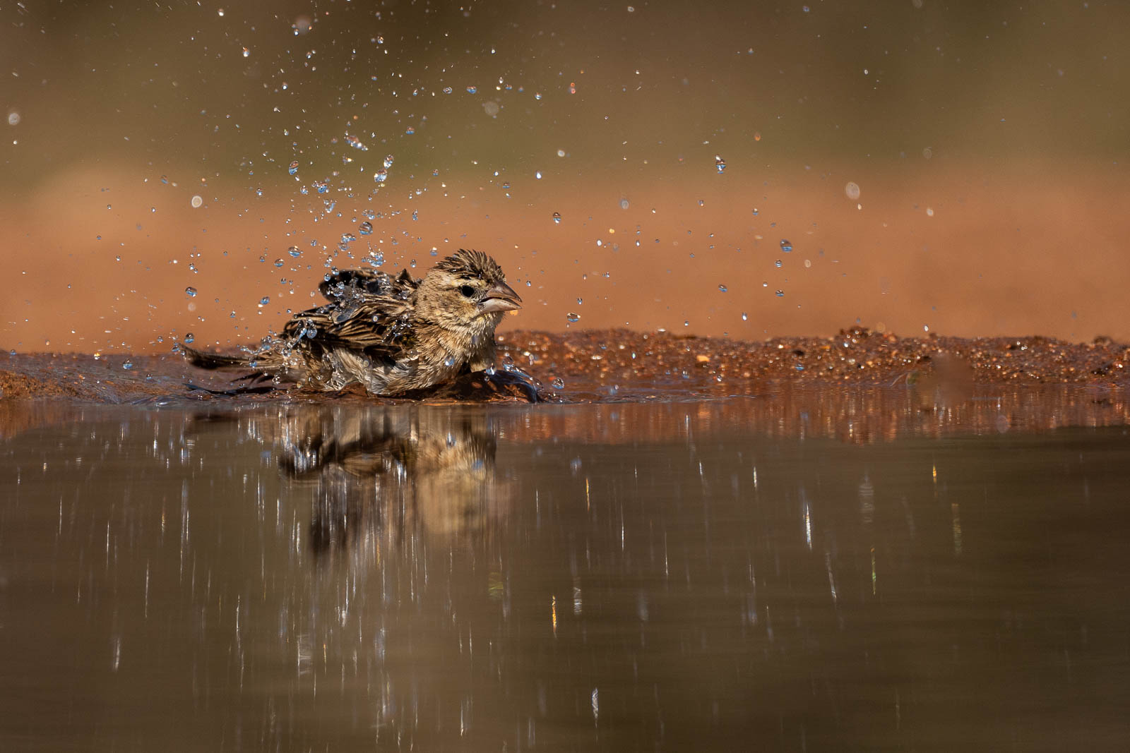 2nd Place - Mike Tandy - Taking A Bath